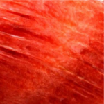 Spiny Oyster Shell (Red)