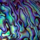 Abalone