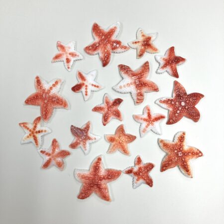 Sea Star