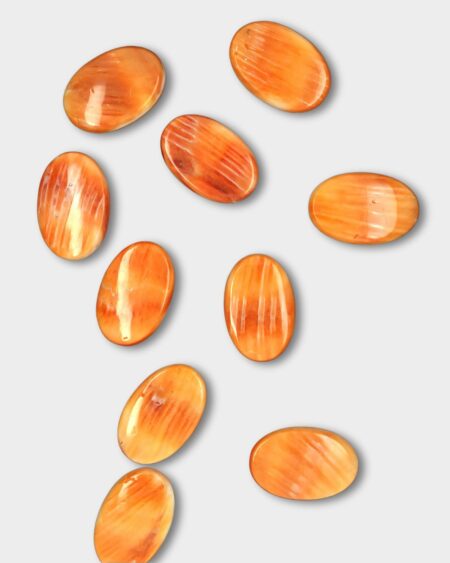 Oval, Spiny Oyster