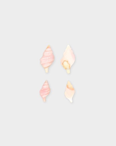 Shell, Pink Queen Conch
