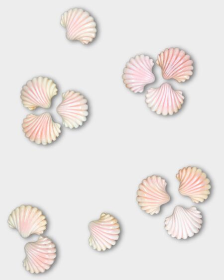 Shell, Pink Queen Conch
