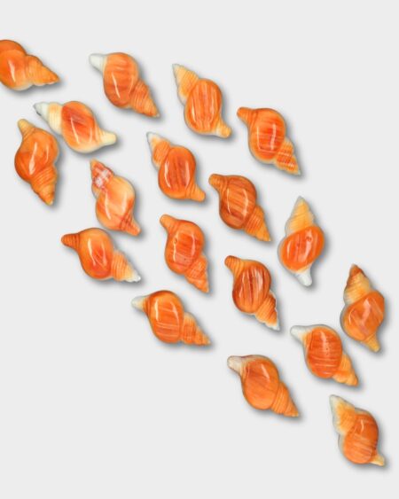Shell, Spiny Oyster