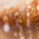 Brownlip Shell