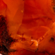 Carnelian