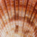 Lions Paw Shell