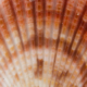 Lions Paw Shell